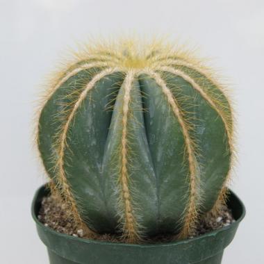 Eriocactus magnificus